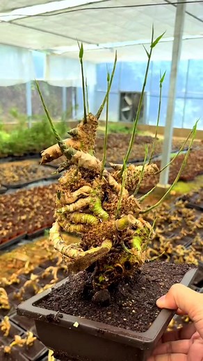 Bamboo bonsai | Bonsai Vietnam