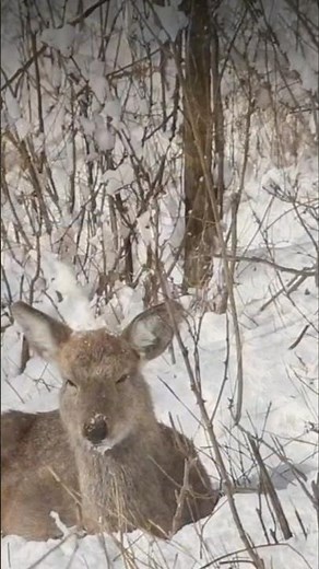 Sika Deer – The Highly Adaptable Spotted Deer