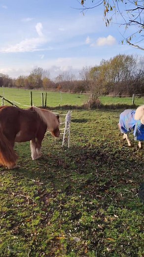 Our daily minutes ofs madness da others afternoons... 😝😂 Poors Mum didn'ts knows wheres to points da cameras, we was alls overs da places! | Arya the Dwarf Pony