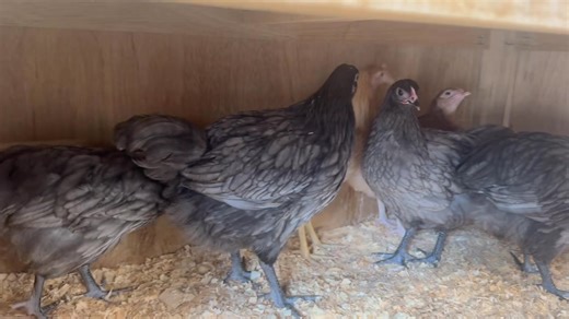Here is a preview of our beautiful Blue Australorp pullets on release today….gorgeous girls ready for their forever homes!!💖💖🐣🐣🐓🐓🥚🥚 | The Locke View Poultry Zoo