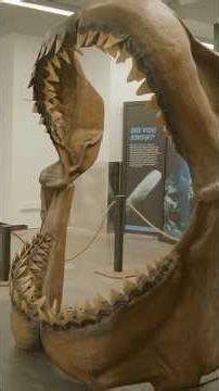Why Megalodon Teeth Are All We Find