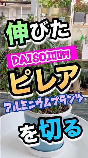 伸び芽を切る【伸びたピレア/アルミニウムプランツを切る】#剪定 #切る音 #ピレア#アルミニウムプランツ #脇芽 # #観葉植物初心者 #観葉植物 #徒長