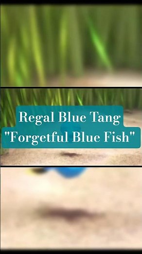 Regal Blue Tang "Sea's Little Vibrant"