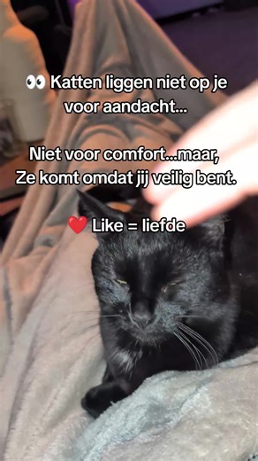 Waarom Katten Bij Je Liggeren: De Veiligheidsperspectief