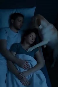 At night, our dog quietly entered the room, placed his paws on my sleeping wife’s chest, and started barking... The house was quiet, the kind of deep, peaceful quiet that only settles in after a long, busy day. My wife, Sarah, was sleeping soundly beside me, her breathing soft and even. I was just drifting off, lulled by the familiar hum of the refrigerator and the gentle rhythm of her presence. Our golden retriever, Finn, usually slept curled up on his dog bed in the hallway, a furry sentinel g