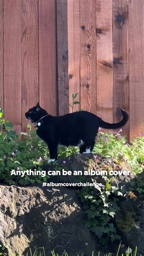 #albumcover #CapaDeAlbum DJ Dapperpaws wins this challenge #dapperpaws #tuxedocat #catsoftiktok #cattok #cats #albumcoverchallenge