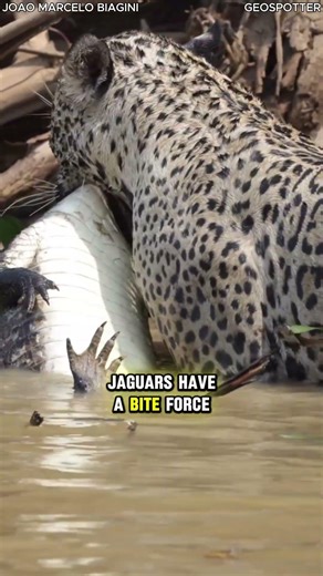 Jaguar vs Crocodile - Brutally Takes Down at the Riverbank 💀