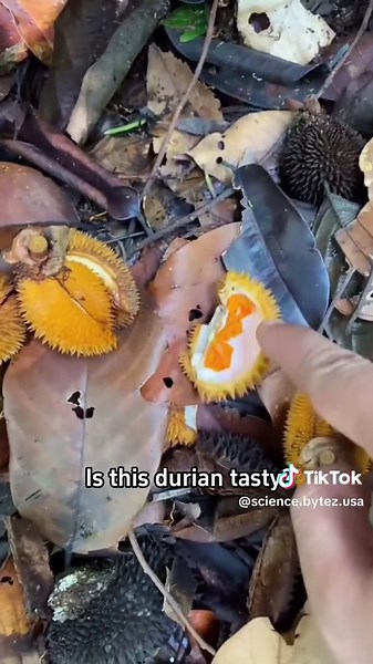 Is this durian tasty!#popular #science #usa #durian | Durian