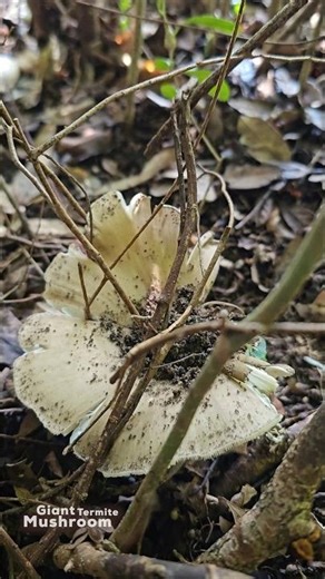 Unstoppable Growth: Pierced but Proud! 🛡️🍄 #nature #mushroom #asmr