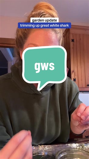 Great White Shark Plant Care Guide