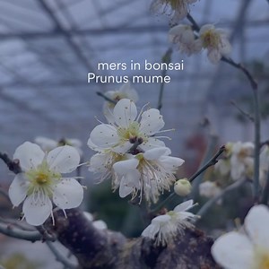 Prunus mume - Een vroege bloeier met zacht geurende bloemen./ An early bloomer with softly scented flowers. - - - #prunusmumebonsai #apricotbonsai #lodderbonsai #floweringbonsai #scentedflowers | Lodder Bonsai