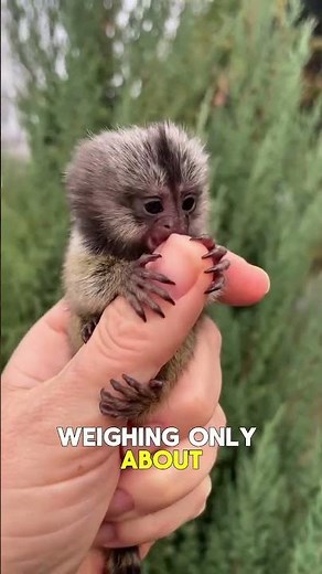 Meet the World’s Smallest Monkey – Tiny but Incredible #smallestanimal #monkey