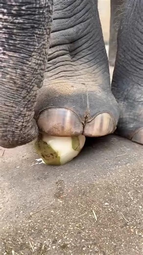 #elephant #coconut #animals eating foods