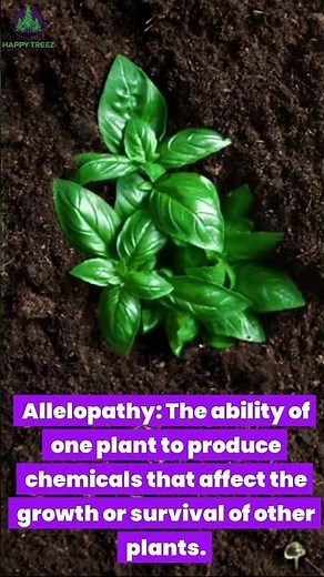 Allelopathy #botany #plantscience #chemistry #naturediscovery #science #shortvideo