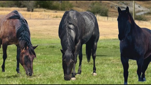 Blue roan vs bay roan: How to tell the difference