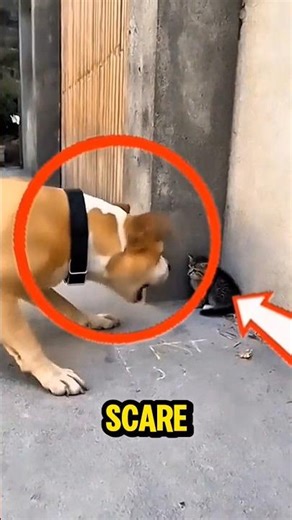 Small Cat vs Big Dog | You Won’t Believe What Happens Next 🤯