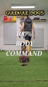 100% Bodycommand. Learning this is just as important as knowing verbal command. 👊locked hindlegs 👊 #aboveandbeyond #dogtraining #dogtrainer #gulekuledogs #malinois #belgianshepherd #malinoislover #k9lover #workingdogs #workingline #obediencetraining #hundetrening #lydighet | GuleKule Dogs