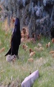 OMG!!! Baby rabbits attacks by Crow | Hugh Best