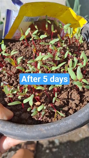 Growing Beets & Update | Gardening