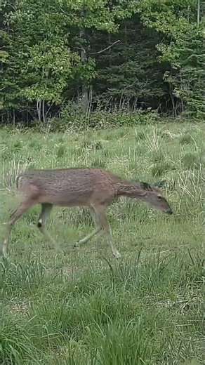 IS THIS FAWN CLUMBSY OR SMART? #uppermichigan #deerhunting #deerseason