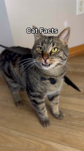 Cat Meow Meanings: Decode Your Cat's Communication