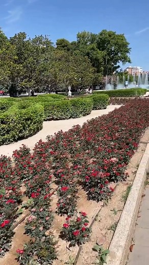 A stunning moment for Petite. 🌹🙌 Petite Knock Out® is the first-ever, miniature Knock Out® Rose, offering more versatility than any other member in The Family. This small plant makes a big impact with fire-engine-red blooms and flower power, easy care, and disease resistance true of Knock Out® Roses. | The Knock Out® Family of Roses