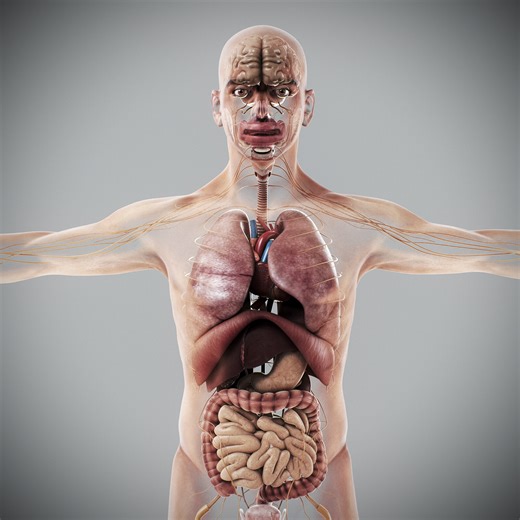 NoneCG 3D models - Human Male Internal Organs Anatomy