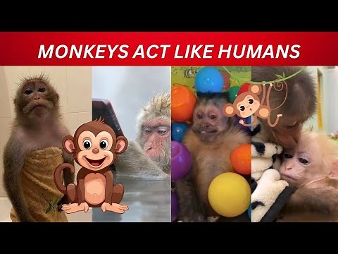 Funny Cute Monkeys Acting Like Humans Compilation (You WILL Laugh)