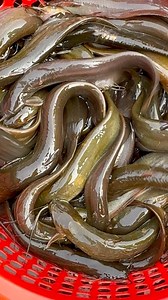 Best Catfish in Bangladesh 🐟👍💵❤️ | Village 74