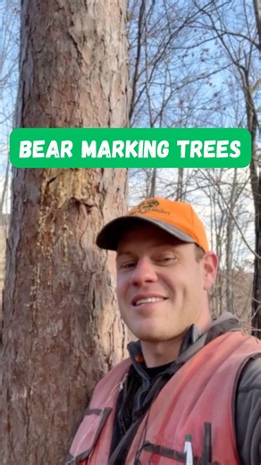 How do you know if there are black bears in your woods? (Repost from 2024) There a bunch of different ways — you could look for prints or scat, rotten logs that have been torn apart and rocks that have been flipped over, or (if you’re not being bear-safe with you garbage or compost) bear activity around your home. But one trick that I always use is to look for lone red pine trees — when I see a red pine tree (not part of a plantation, but a single red pine in the woods) it will almost always hav