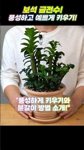 풍성하고 예쁘게 만드는 보석 금전수 분갈이!-왕뿌리 만들기!- 홈가드닝 아파트정원 HomeGardening #zzplant #금전수 #식물키우기 #분갈이주의점