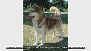 Top 10 Fascinating Facts About the Greenland Dog