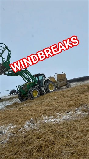 Cows and calves don't need to be in a building. Windbreaks do an amazing job keeping them warm.