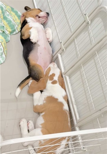 รักกันปานจะกลืนกิน😆🐶 #ชาบูหมูทะสตอรี่ #dog #beagle #ทาสหมา