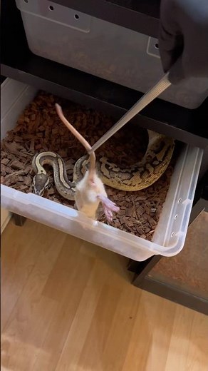 Will All My Female Adult Ball Pythons Eat Dinner? 🍽️🐍 #snake #animal #ballpython