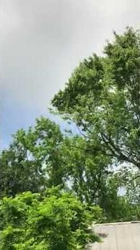 Cheeseburger bird call