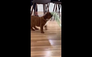 MEMES沙雕视频集锦#136