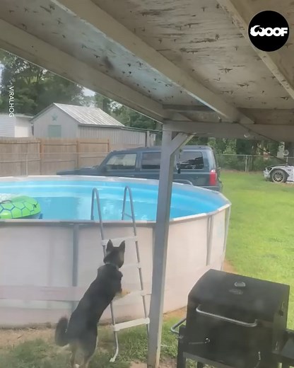3.6M views · 183K reactions | But now everyone knows how you take a dip in the pool  Woof Woof - #Newchic #dog #swim #smart | Newchic | Facebook