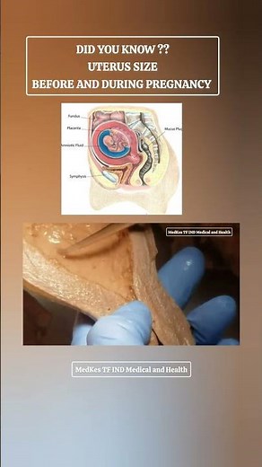 DID YOU KNOW ?? UTERUS SIZE BEFORE AND DURING PREGNANCY | 2