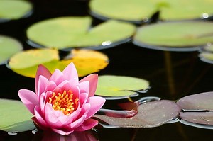 5 Pond Plants Koi Won’t Eat