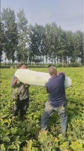 Giant Melon Harvest