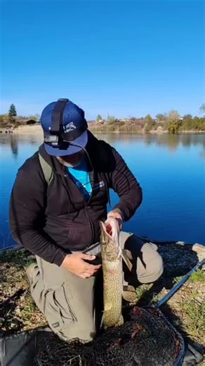 96 reactions · 5 comments | Numner 2 od jicer. Sg 21 gram fire tiger spinđa ftw  | Propali Spineri | Facebook