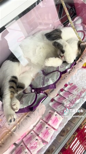 20K views · 668 reactions | DUTA BULU² NAV CAT HOUSE NAV 藍 Kapla yang akan pantau budak² asrama nanti masa cuti raya藍 | nanaaziz_venture | Facebook