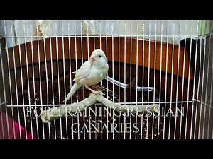 Audio For training Canary singing, Russian singer canary singing Canto de canario, bird sounds