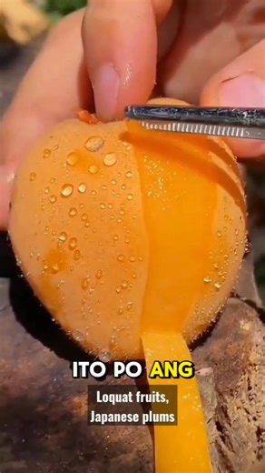 The Loquat is a sweet and tangy fruit loved for its juicy, refreshing taste. 🍊 Native to Asia, this golden-orange fruit grows in clusters and is packed with vitamins A, B, and C, plus antioxidants that boost immunity and promote healthy skin. Its soft, slightly tart flavor makes it perfect for fresh eating, jams, or even desserts. 🌿 A true treasure for both health and taste! #Loquat #ExoticFruit #HealthyLiving #FreshFromNature #VitaminRich #TropicalGoodness #FarmFresh #SuperFruit #OrganicLifes