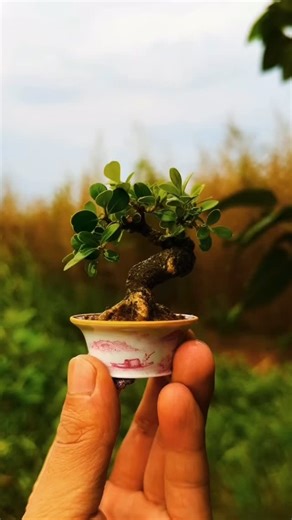 The mame | Hong Kong Bonsai Pots