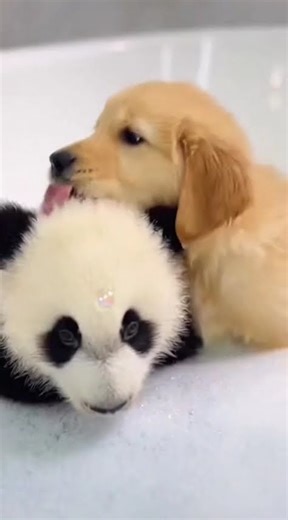 Panda and Puppy are the CUTEST duo in the bathtub 🐼🐶