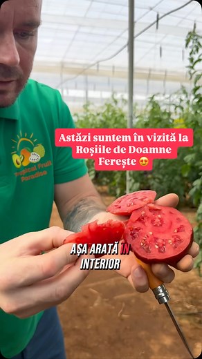 🍅 Tomate Azul, Tomate Raff & Tomate Rosa — BIO- Gust autentic, varietăți speciale! Săptămâna viitoare aducem în stoc, atât pe site, cât și în magazinele fizice din Bistrița și Cluj-Napoca, trei soiuri de roșii cu totul aparte — fiecare cu povestea și personalitatea ei: 🔹 Roșii Azul (Indigo) Roșii închise la culoare, aproape violet, datorită conținutului ridicat de antocianine — antioxidanți naturali care protejează celulele și susțin imunitatea. Gust echilibrat, ușor dulceag. Excelente în sala