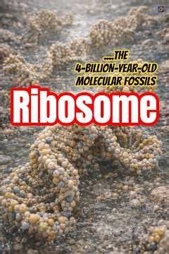 Ribosome: The Living Fossil Inside Your Cells