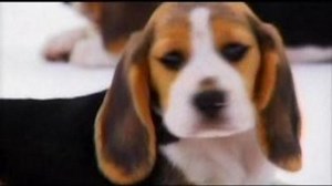 Watch Dogs 101 Season 2 Episode 9 - Puppies